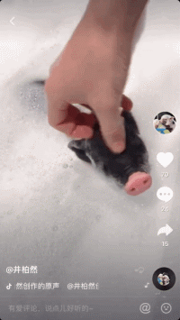 他家的猪可以盖章是猪圈顶流了吧？
