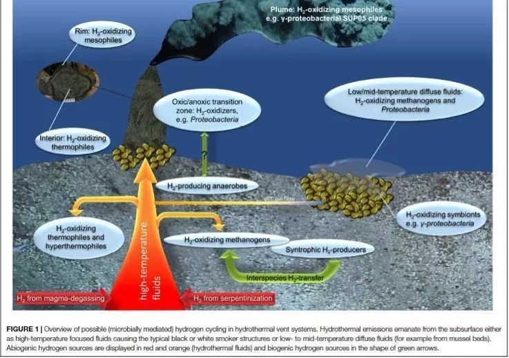 氢气是驱动海底热泉生物圈的原始能源