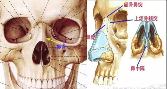 再放大看一看,鼻骨不是一块毫无缝隙的骨头,它是由两块长条形骨板组成