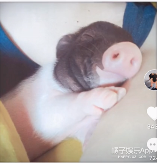 他家的猪可以盖章是猪圈顶流了吧？