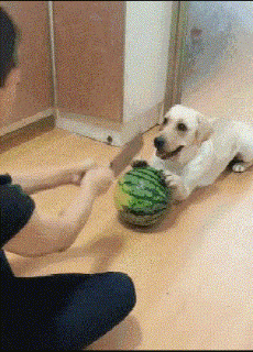 搞笑gif:吃不吃面已经不重要了,这一扯,笑一年!