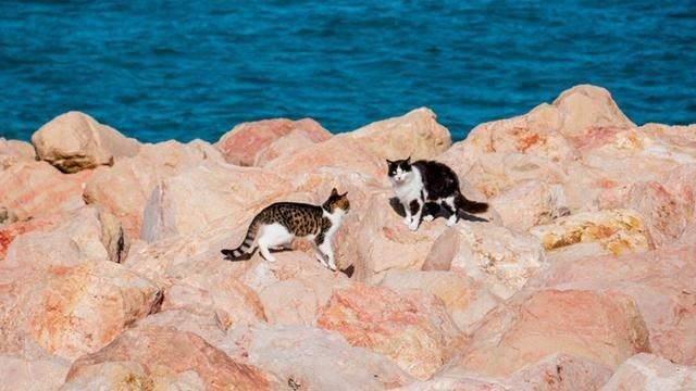 日本猫岛上猫比人多,吸引大量游客前往