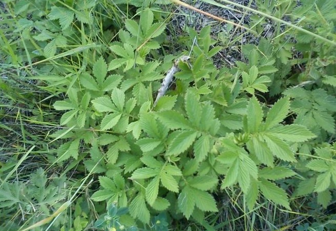 农村名叫"仙鹤草"的植物,有什么功效和作用?你知道吗?