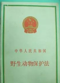 为什么抓蛤蟆、捕麻雀、养鹦鹉、打野兔都要被判刑？