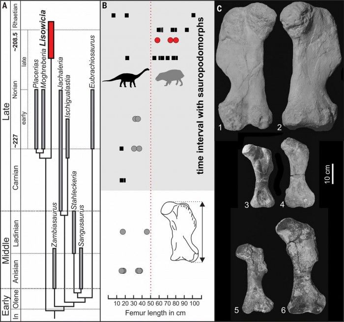 科学家在波兰发现大象般大小的原始哺乳动物
