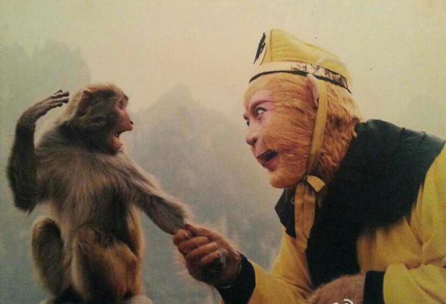 给六小龄童敬礼的猴子是野生还是驯养,六小龄童为何"撒谎"?
