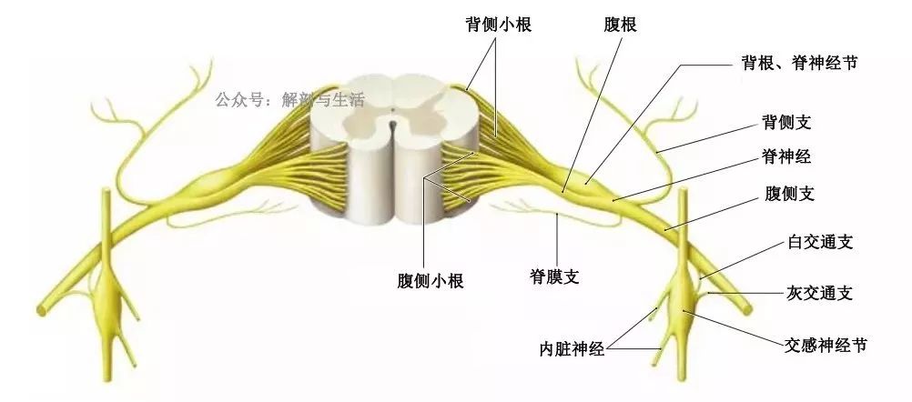 ④肠系膜下神经节,位于肠系膜下动脉起始点附近,多为分散的小神经节.