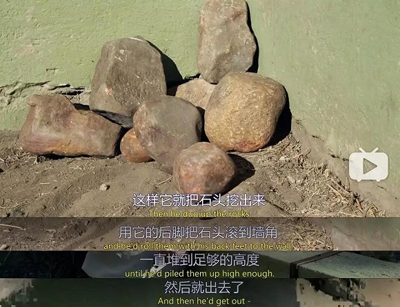 马云这个平头哥太狠了