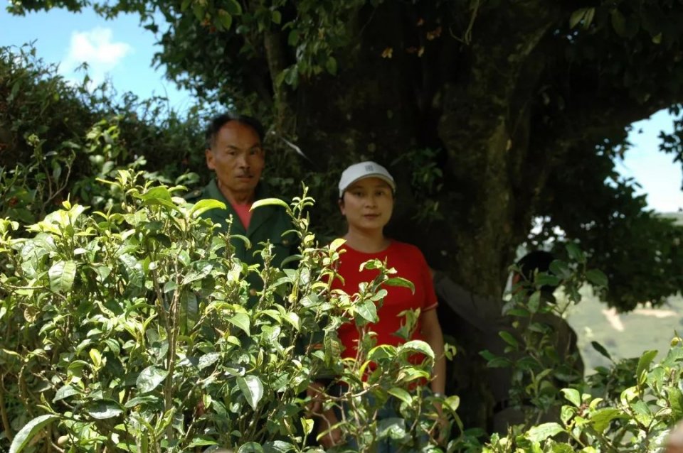 2米的野生型古茶树,思茅市澜沧县富东乡邦葳村干径1.