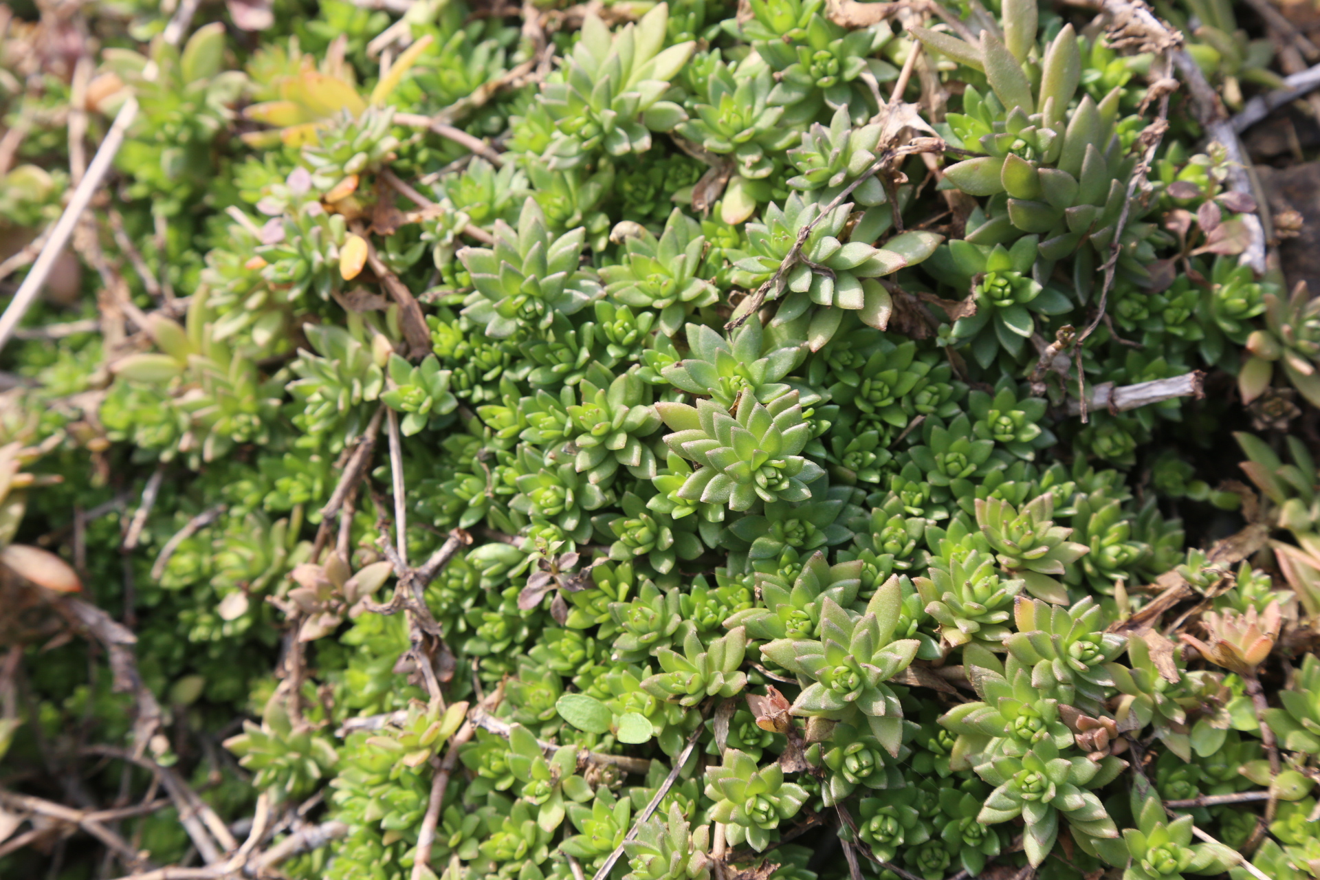 乡村见闻:打不死草,既是中药蛇虫咬伤,也是低密绿化植物