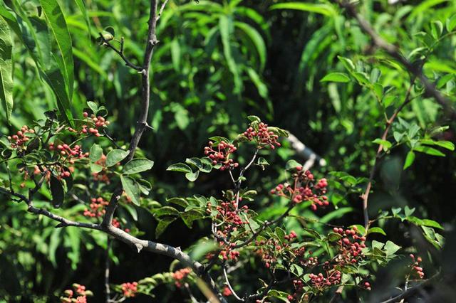 花椒树栽培技术｜花椒凤蝶防治措施