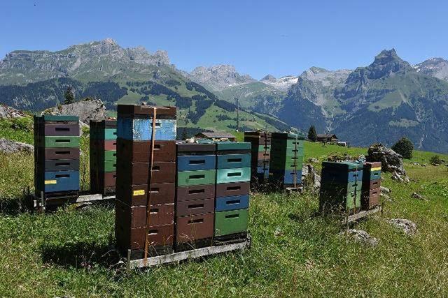 蜂头领｜采集蜂培育期与培育采集蜂的最佳时期