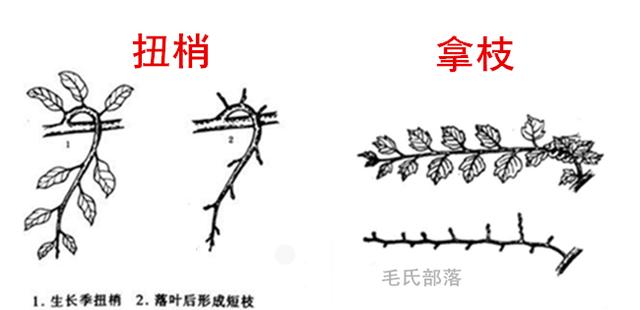 果树修剪技术 牵制理论之八项控冠