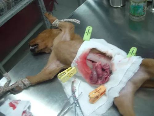 甚至严重的感染了蛔虫的狗狗需要进行手术才能捡回一条命.