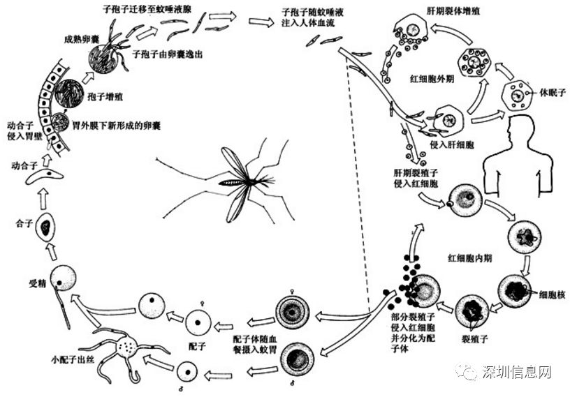 疟原虫是什么?陈小平从地图中发现了什么?