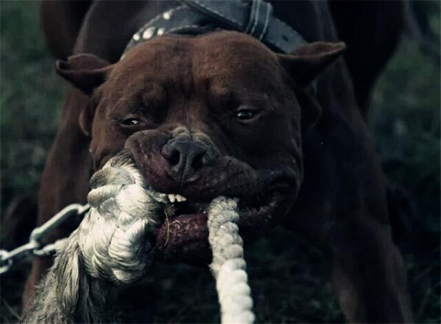 二十种猛犬排名,进一步感受巨无霸的魅力