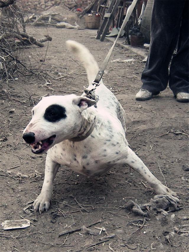 二十种猛犬排名,进一步感受巨无霸的魅力