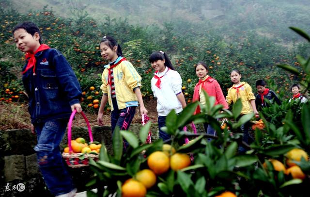 果树建园 生态果园的建设和模式