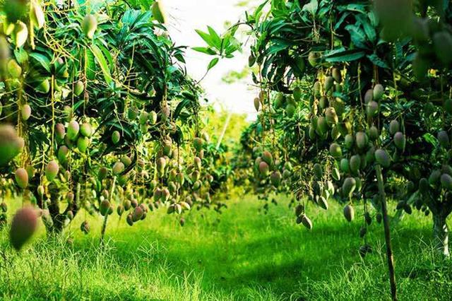 果树建园 生态果园的建设和模式