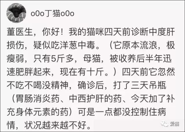心痛!《中国特色四大养猫悲剧》让我们一起终结吧!