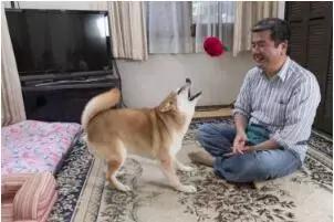 柴犬的屁股会说话?!请了解我可爱屁股背后的语言