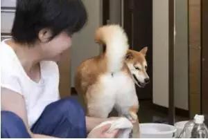 柴犬的屁股会说话?!请了解我可爱屁股背后的语言