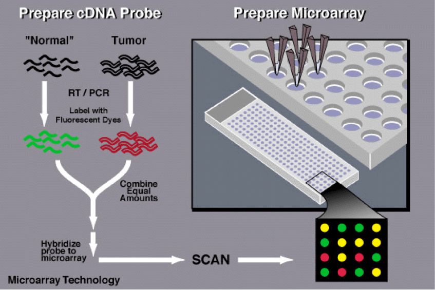 Cdna Used In Dna Technology at Brice Henley blog