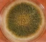这个 6000 万人都在吃的食物,竟然是 1 级致癌物!