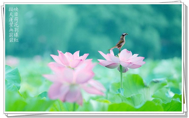 融汇文艺哲史、遵循学习规律，语文教育品牌「两个黄鹂」要让“能说会写”从娃娃抓起