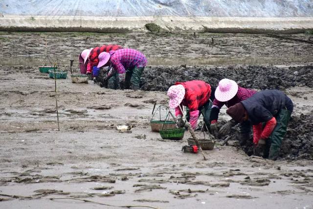 肥腴鲜甜,错过现在的蛏子,等于错过春天!