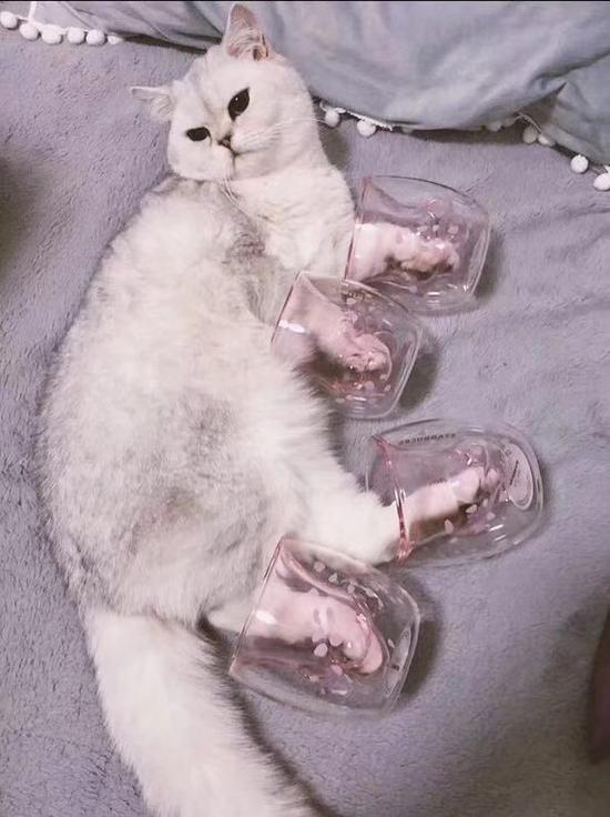 猫爪杯背后，互联网宠物经济正在进入大众消费