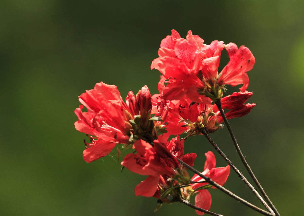 杜鹃花诗词精选三十一首 杜鹃花里杜鹃啼,自是山家一段奇