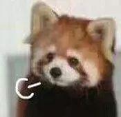 阿Sa发生了什么，脸肿得越来越像阿娇了