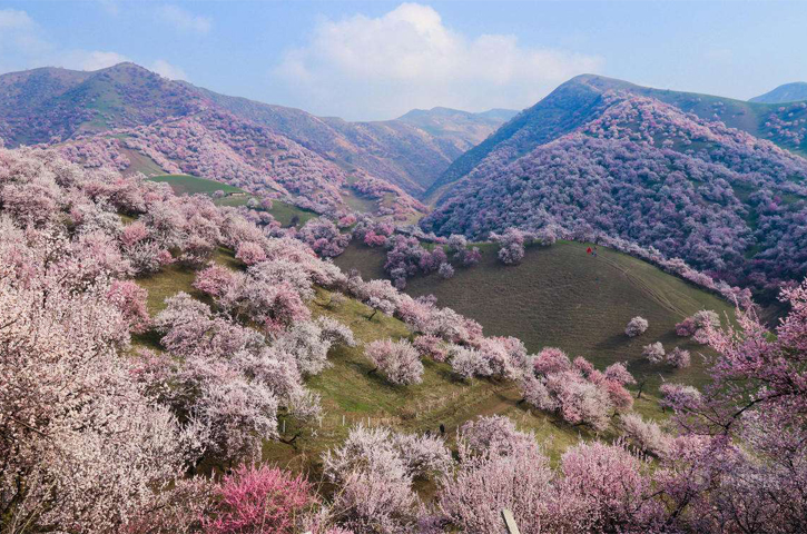 吐尔根乡杏花沟