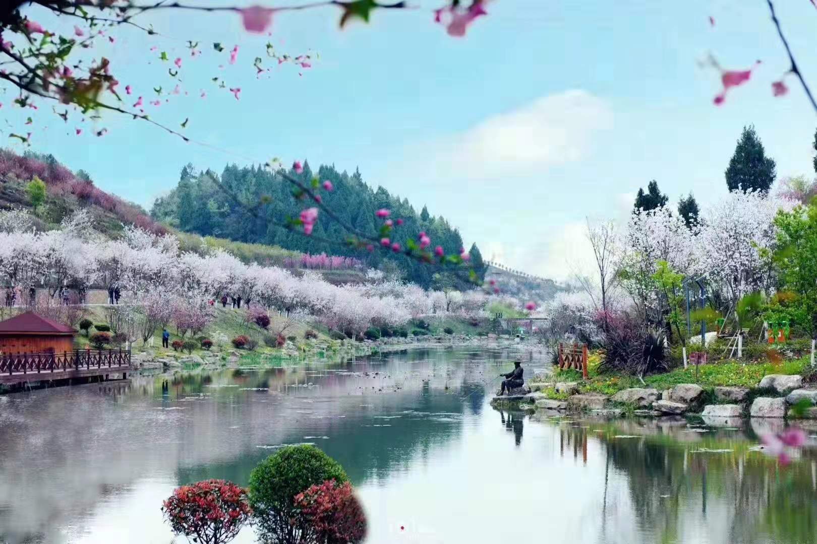【携程攻略】澄江樱花谷景点,抚仙湖沿岸都是景点，樱花谷属于最有名的景点之一。这里没有专门停车…