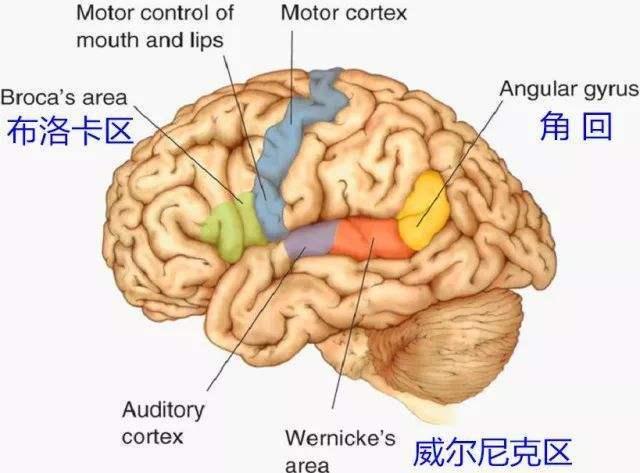 角回在大脑皮质中威尔尼克区上方,顶