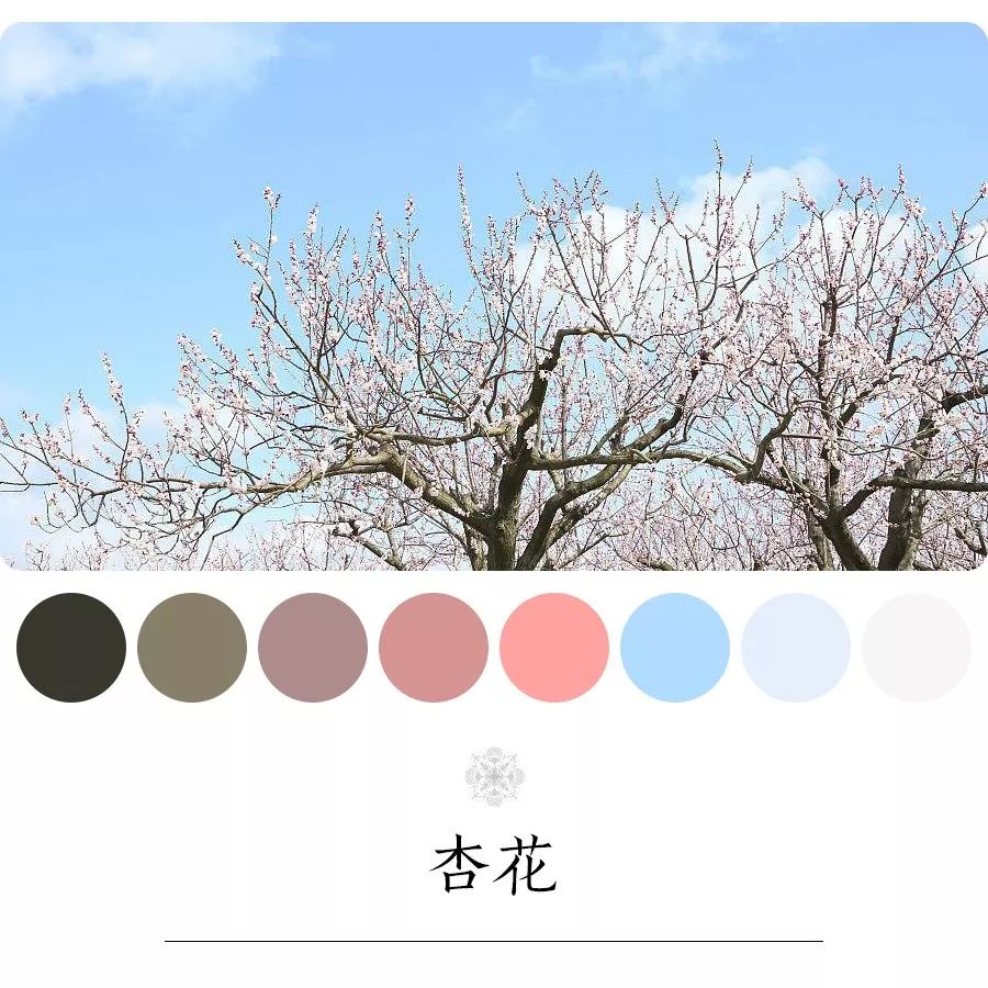 杏花