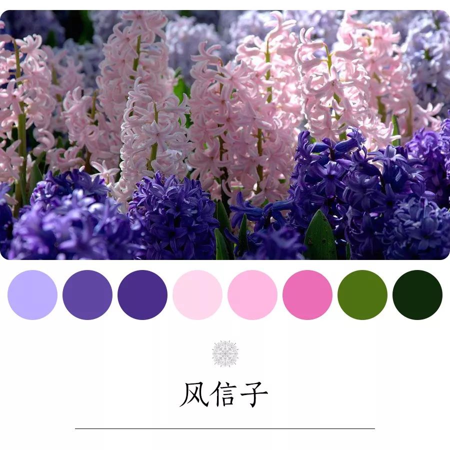 风信子