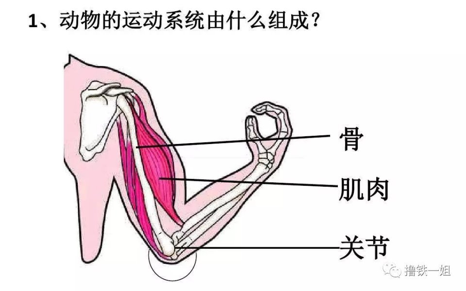 有人无脑吹杨幂X腿性感，怕是没见过宣美增肥16斤之后的腿吧！