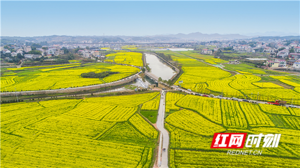 娄底大埠桥油菜花海里耕读文化领跑乡村振兴