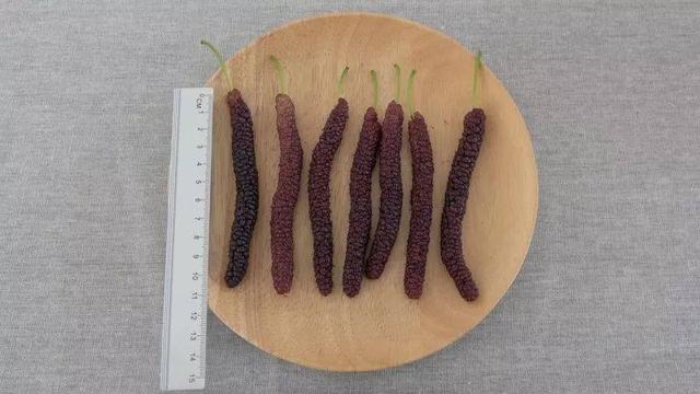 每斤售价120元的长桑葚,你还下的去嘴吗?