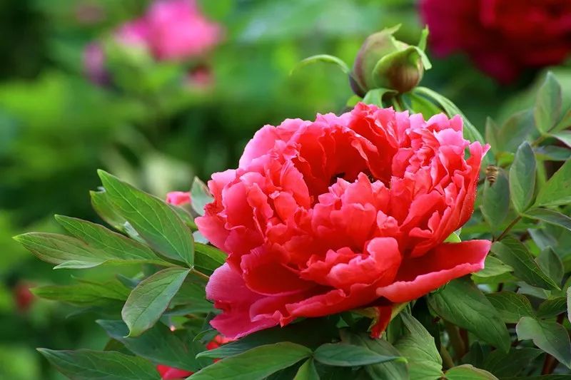 外媒眼中的“中国第一古都”！花开时节动京城 错过等一年
