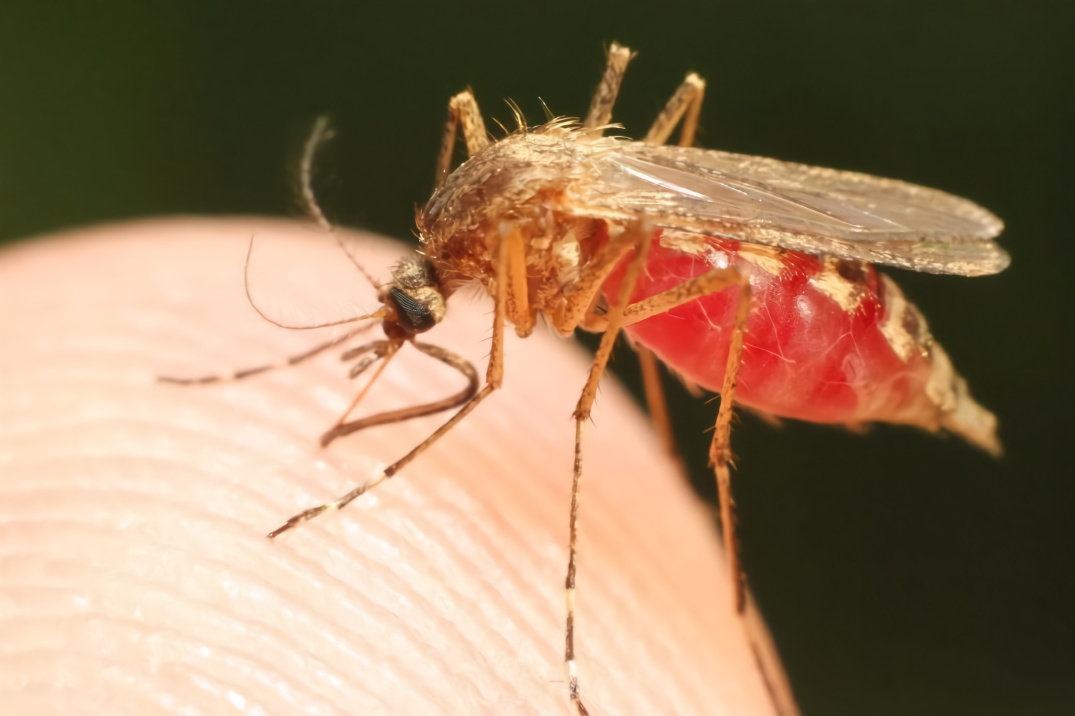 为什么吸血的总是雌蚊子?