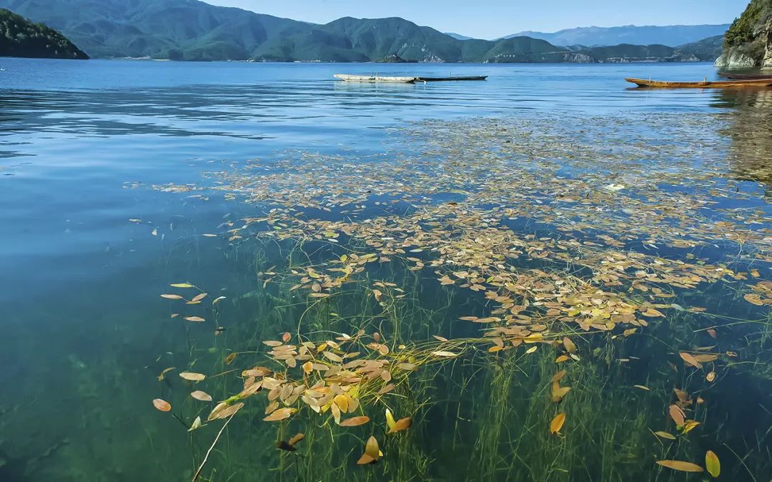 我想约你,去泸沽湖吹吹风