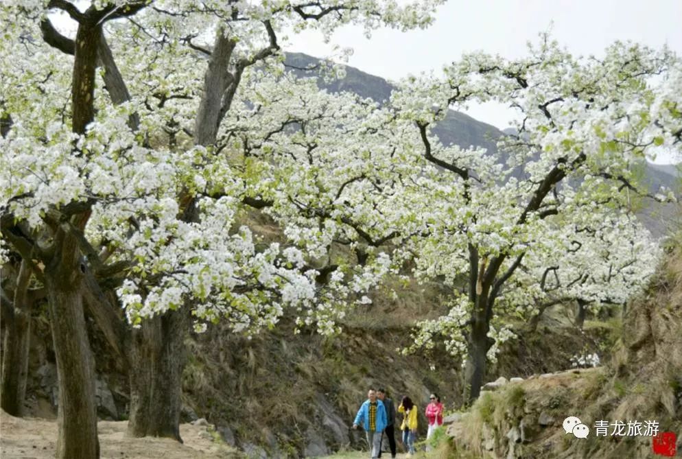 青龙官场梨花节,约不约?青龙看"花"时间表
