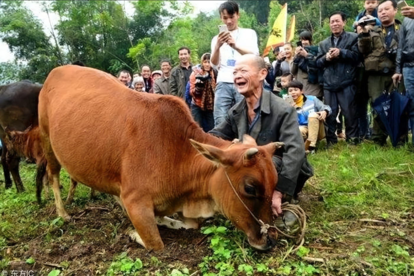 下跪流泪的老牛不能杀!这是为什么?看完可算知道了!