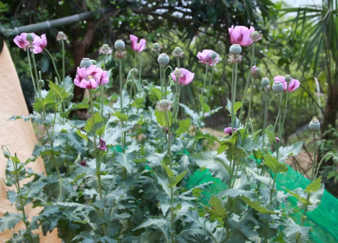 慈利一周铲罂粟800余株,这种"美丽"种植一株也违法