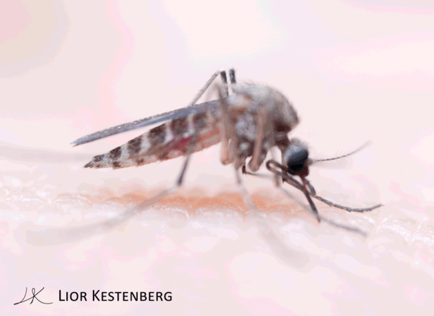 关爱宝宝天下无蚊锐舞l61灭蚊灯试用