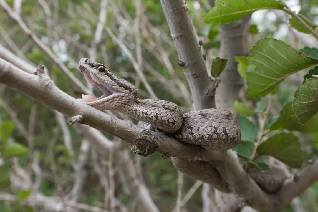 极致之旅  蛇岛蝮上树捕鸟的本领是海岛被分隔后才练就的吗?