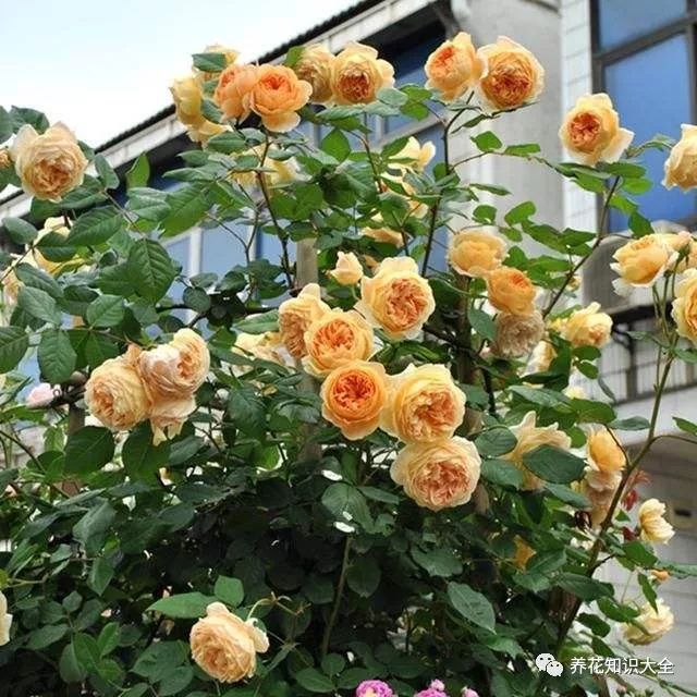 点击查看源网页